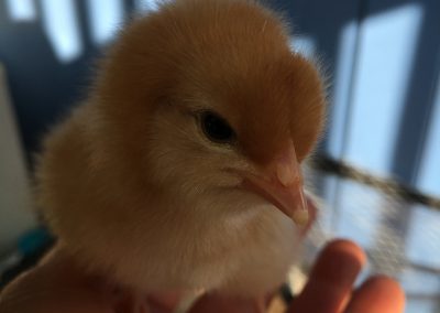 Chick on Hand